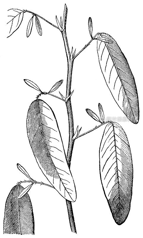 电报植物(Codariocalyx Motorius)茎和叶- 19世纪